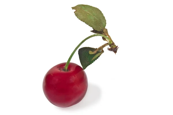 Красная вишня на белом фоне — стоковое фото