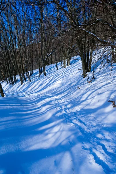 Route in een snowbound forest — Stockfoto