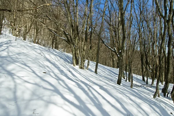 Forêt d'hiver par un jour lumineux — Photo