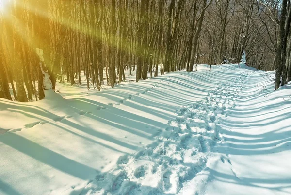 Winterwald im Schnee — Stockfoto