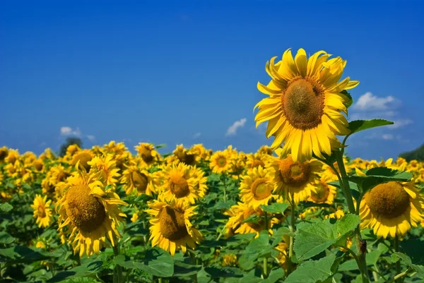 Mooie zonnebloem veld — Stockfoto