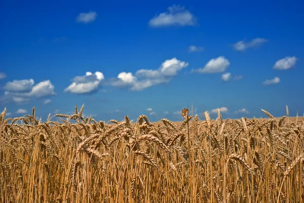 Campo de trigo dorado por un día de verano —  Fotos de Stock