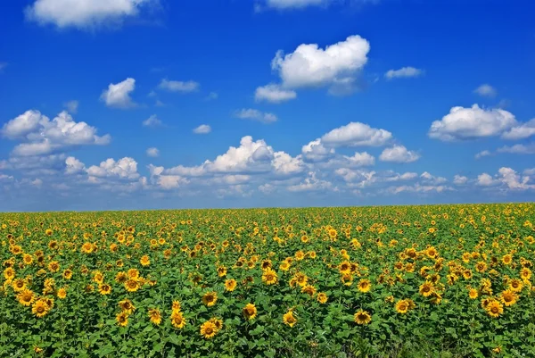 Zonnebloem veld door een zomerdag — Stockfoto