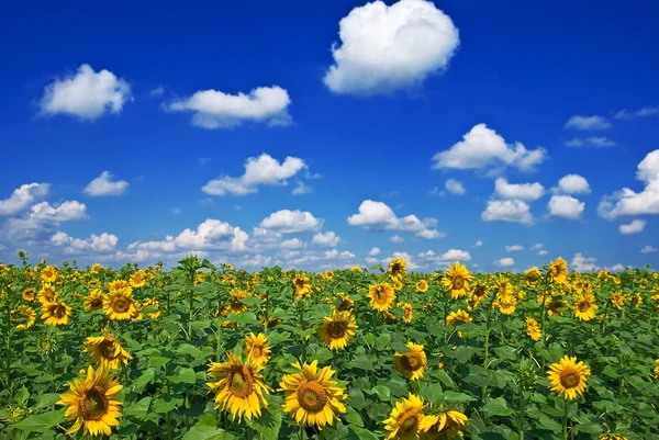 Zonnebloem veld door een zomer — Stockfoto