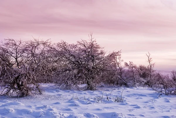 Forêt enneigée hivernale au crépuscule — Photo