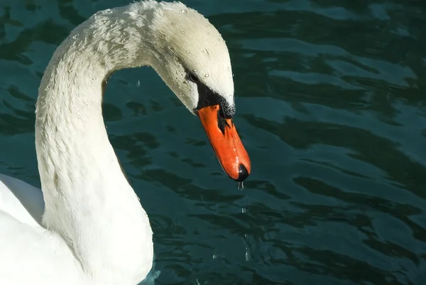 Hermoso cisne blanco —  Fotos de Stock