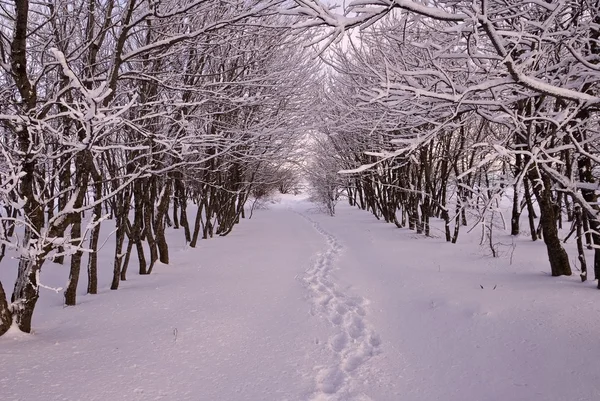 Zima cichej lesie — Zdjęcie stockowe