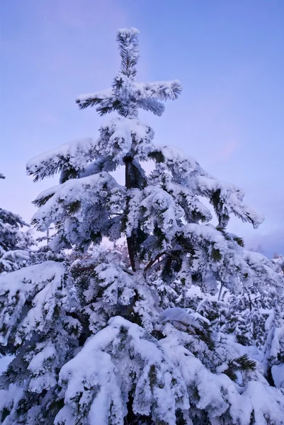 在晚上被风雪围困杉木树 — 图库照片