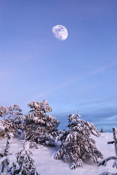 Luna sopra una foresta invernale — Foto Stock