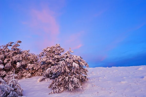 Winter pine tree forest at the evening — Stock Photo, Image