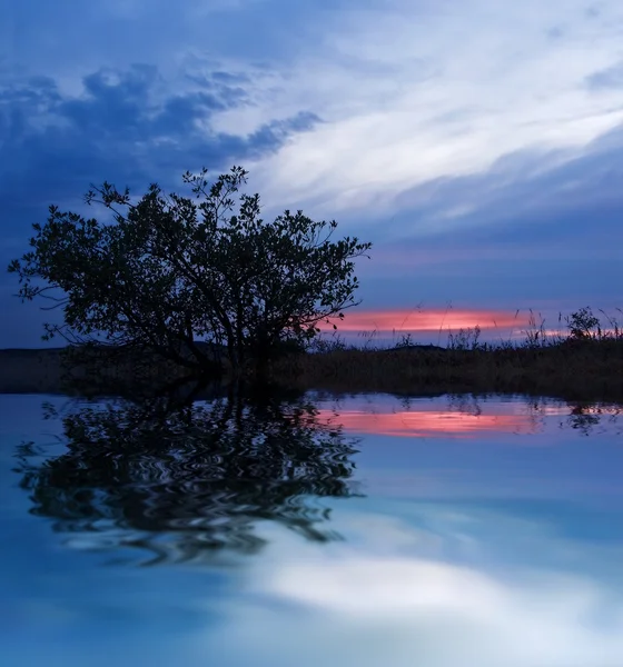 Abendbaum spiegelt sich im Wasser — Stockfoto