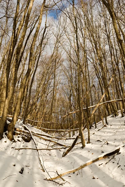 Winter forest by a bright day — Stock Photo, Image