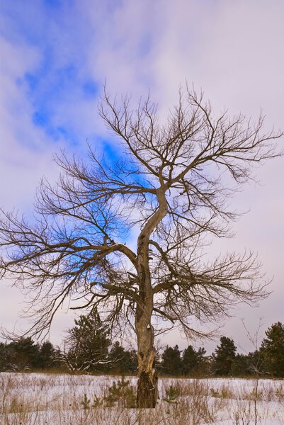 Dry pine tree in a snowbound steppe