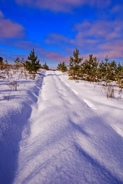 Дорога в снежном зимнем лесу — стоковое фото