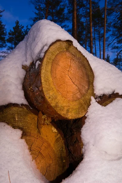 Pine tree logs in a snow — Stock Photo, Image