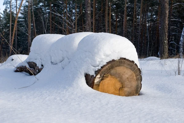 Verschneiter Baumstamm in einem Wald — Stockfoto