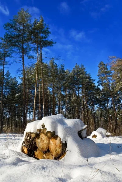 冬季森林 — 图库照片