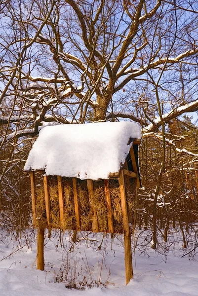 Žlab pro zvířata v lese zimní — Stock fotografie