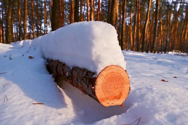 Snowbound log i en skov - Stock-foto