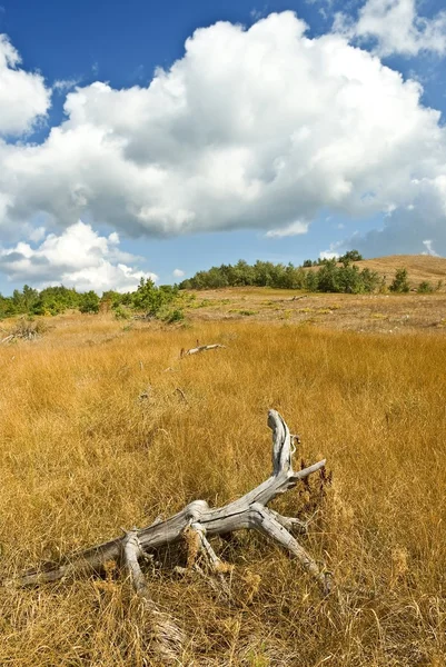 Сушеная ветка в траве — стоковое фото
