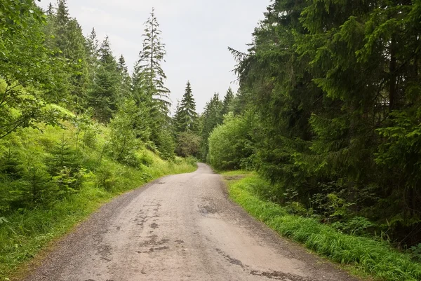 stock image Road in a fir tree forest