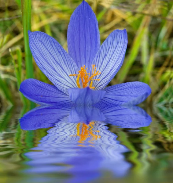 Květ plovoucí ve vodě — Stock fotografie