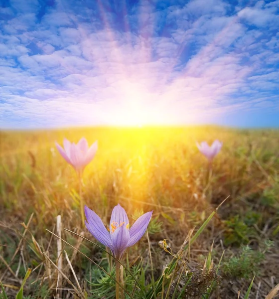 Flores en un rayo de sol — Foto de Stock