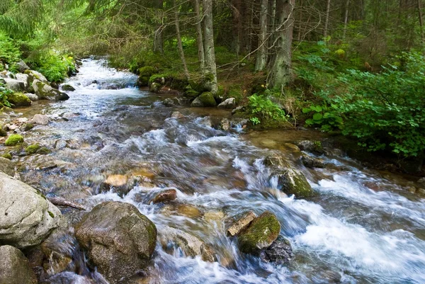 Rauschender Fluss im Wald — Stockfoto