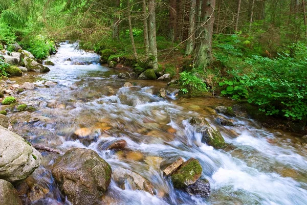 Бегущая река в горных лесах словацкая татра — стоковое фото