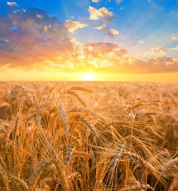 Sunrise among a wheat fields clipart