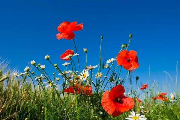 stock image Red poppy on a blue sky