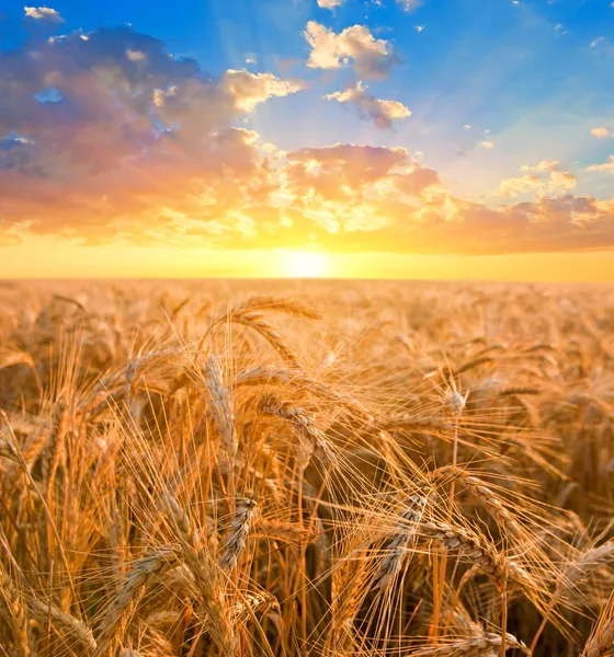 Sunrise among a wheat fields — Stock Photo, Image