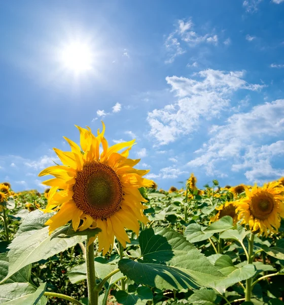 Closeup sunflowers — Stock Photo, Image