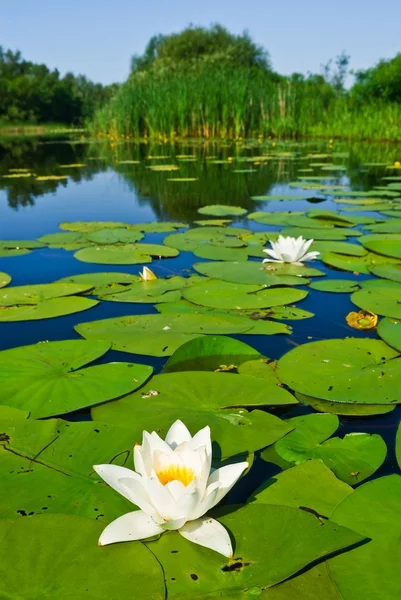 Çiçeklerle yaz gölü — Stok fotoğraf