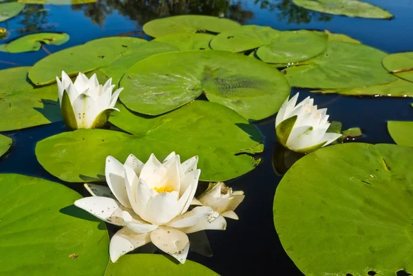 Gigli acquatiche da primo piano — Foto Stock