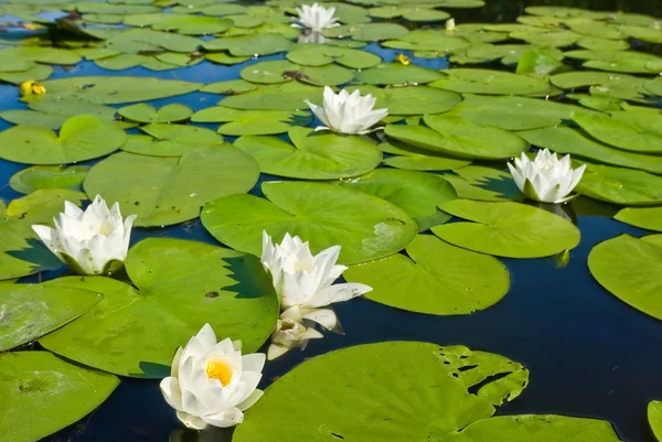 Schöne weiße Lilien auf einem See — Stockfoto