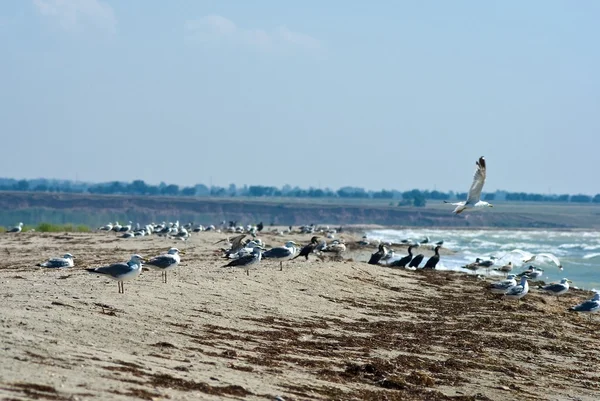 Seagulls on a sea coast — Stock Photo, Image