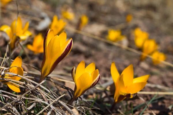 stock image Closeup yellow crocus