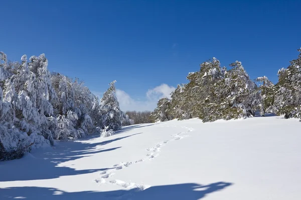 Bosque nevado —  Fotos de Stock