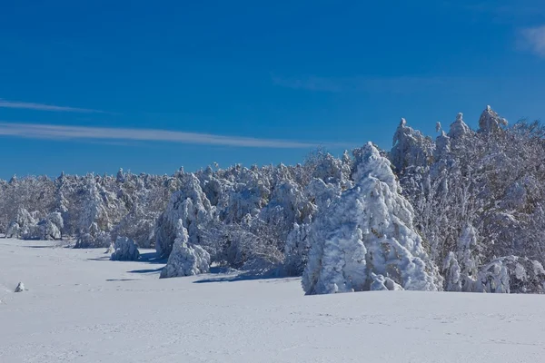 Belle forêt de pins dans une neige — Photo