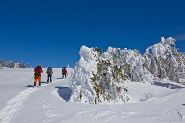 Hikers in a winter plain — Stock Photo, Image