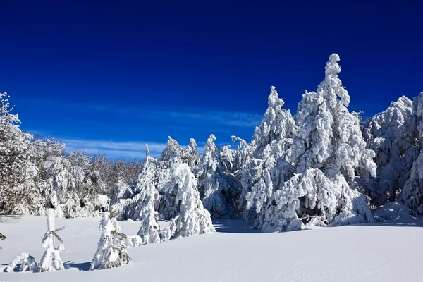 Inverno floresta de pinheiros — Fotografia de Stock