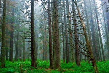 Green pine forest in a mist clipart