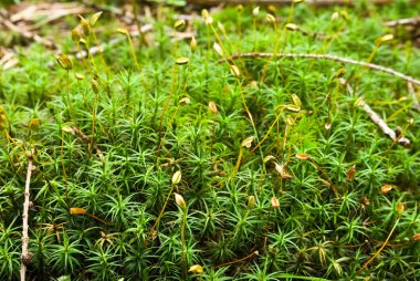 güzel closeup moss