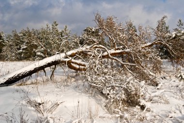 Fallen pine tree in a winter forest clipart