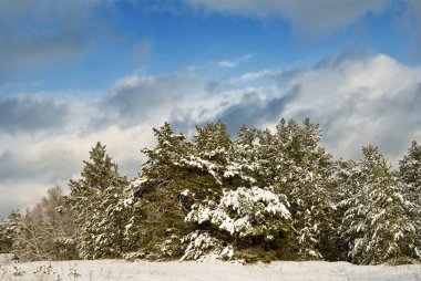 Forest thicket by a winter clipart