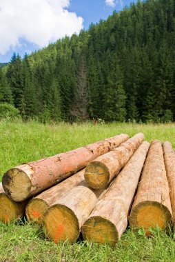 Heap of pine logs in a forest clipart