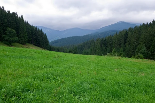 Зеленая поляна в лесу — стоковое фото