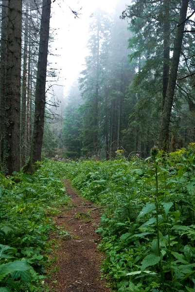 Влажный туманный лес после дождя — стоковое фото