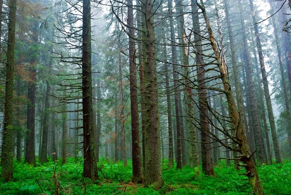 Зеленый сосновый лес в тумане — стоковое фото